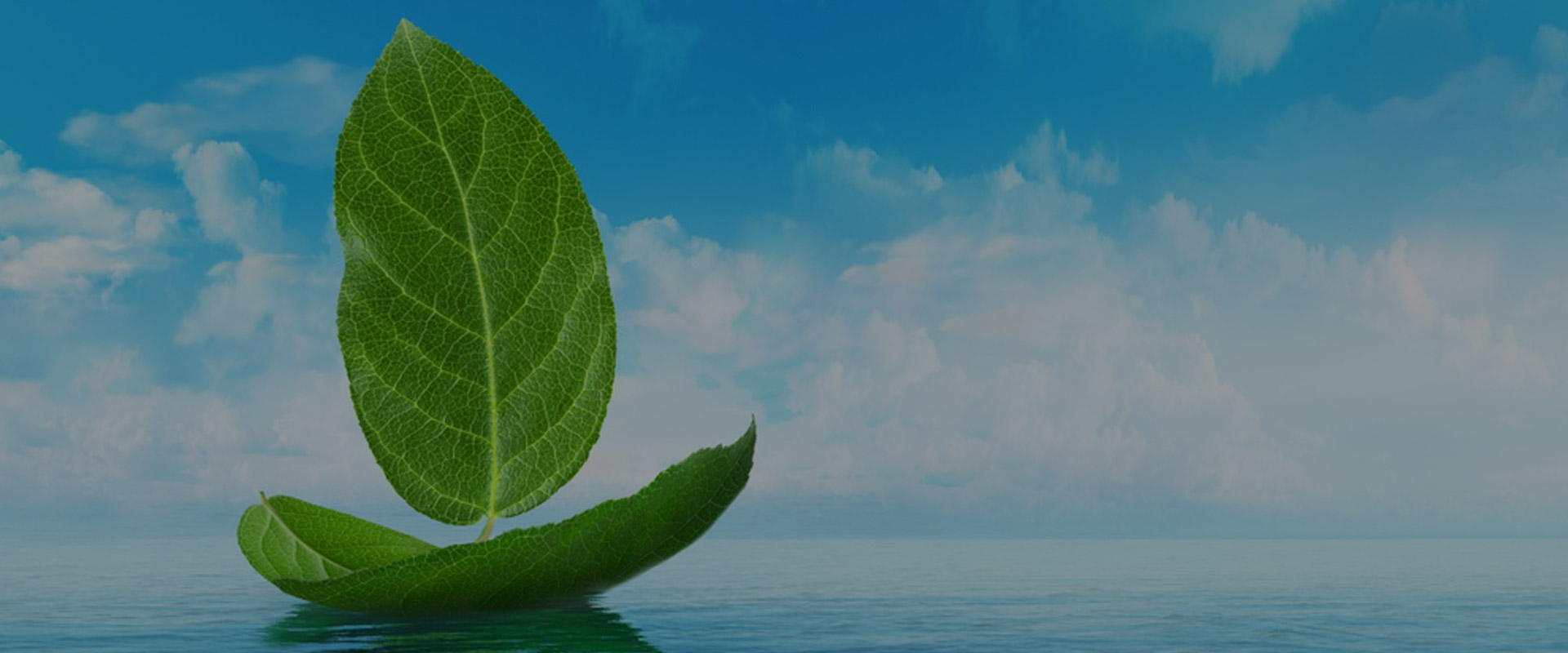 Eco-Friendly Products And Services,/Products.html
